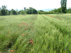 Expérimentation - essai herbicide